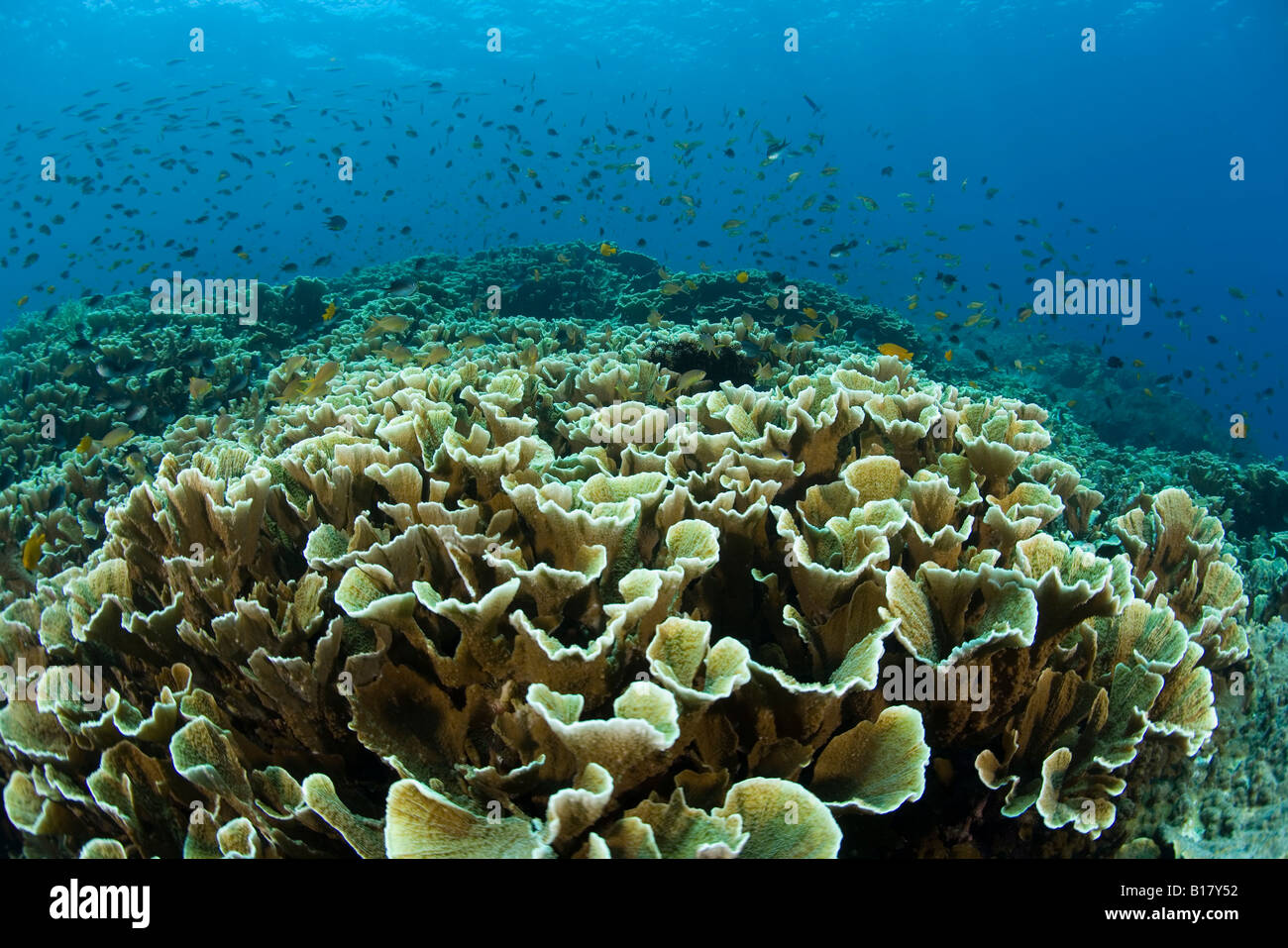 Reef with Hard corals Pavona cactus Maolboal Cebu Philippines Stock Photo