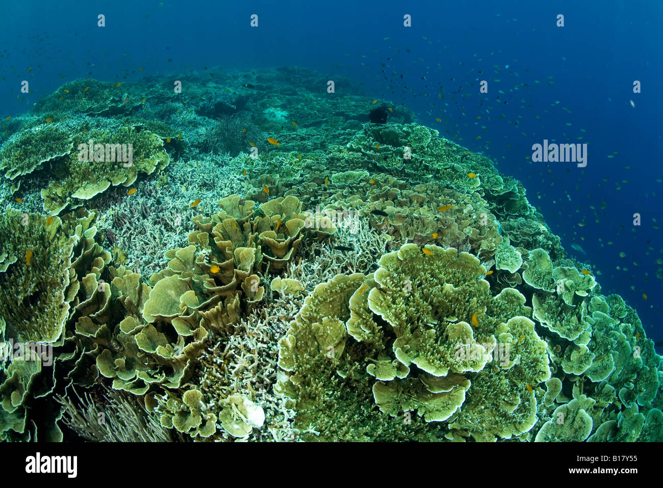 coral reef with hard corals Echinopora sp Maolboal Cebu Philippines