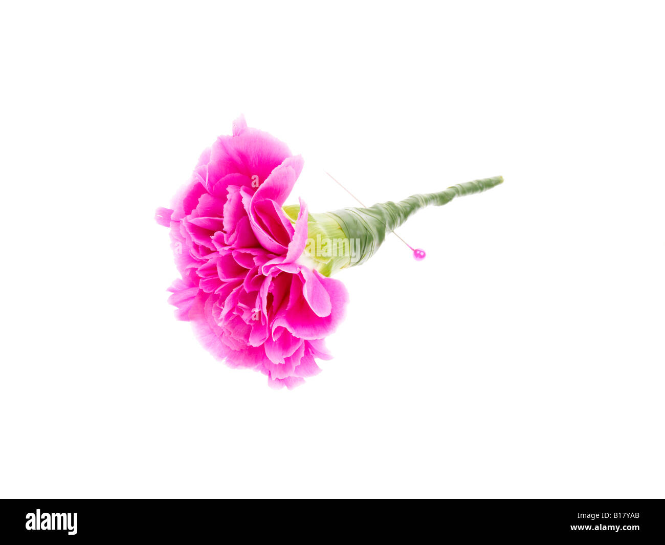 Carnation buttonhole hires stock photography and images Alamy