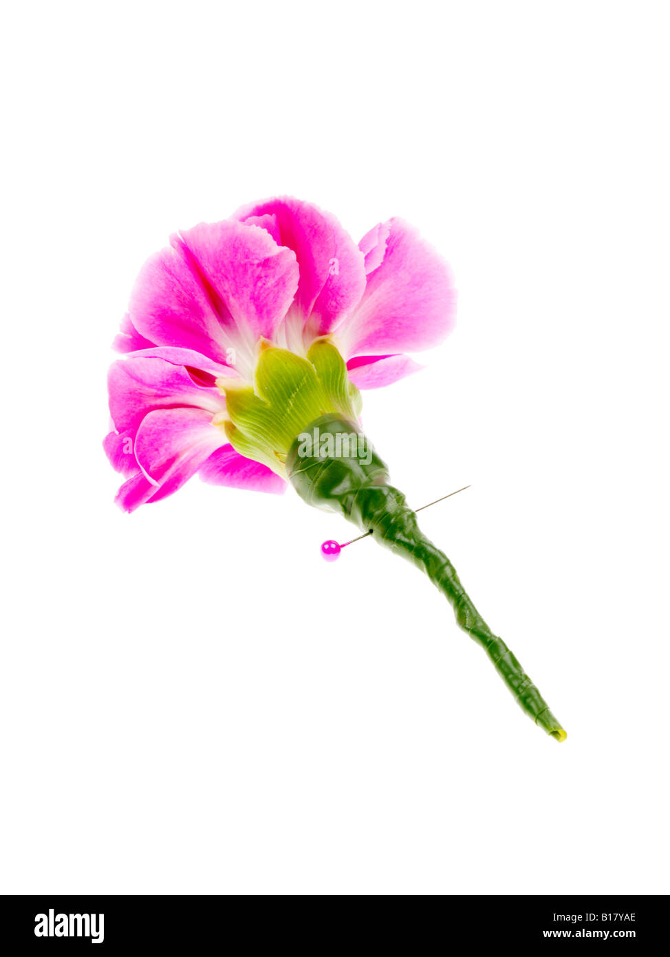 Carnation buttonhole hires stock photography and images Alamy