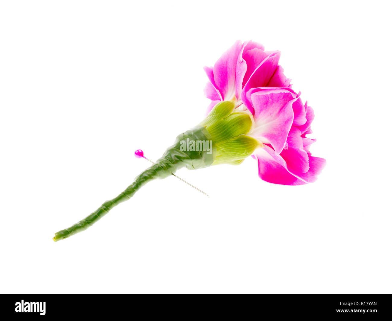 Carnation buttonhole hires stock photography and images Alamy