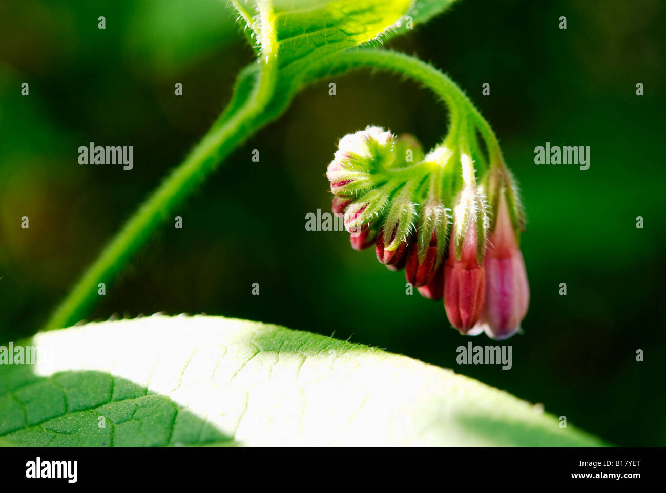 Comfrey flower (symphytum officinale) Stock Photo