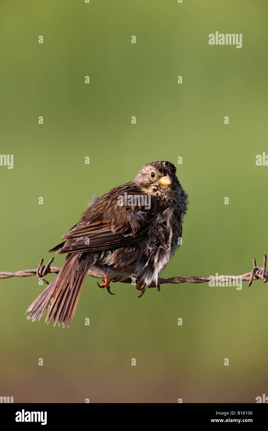 Corn Bunting Miliaria calandra perched on barbed wire looking alert Potton Bedfordshire Stock Photo