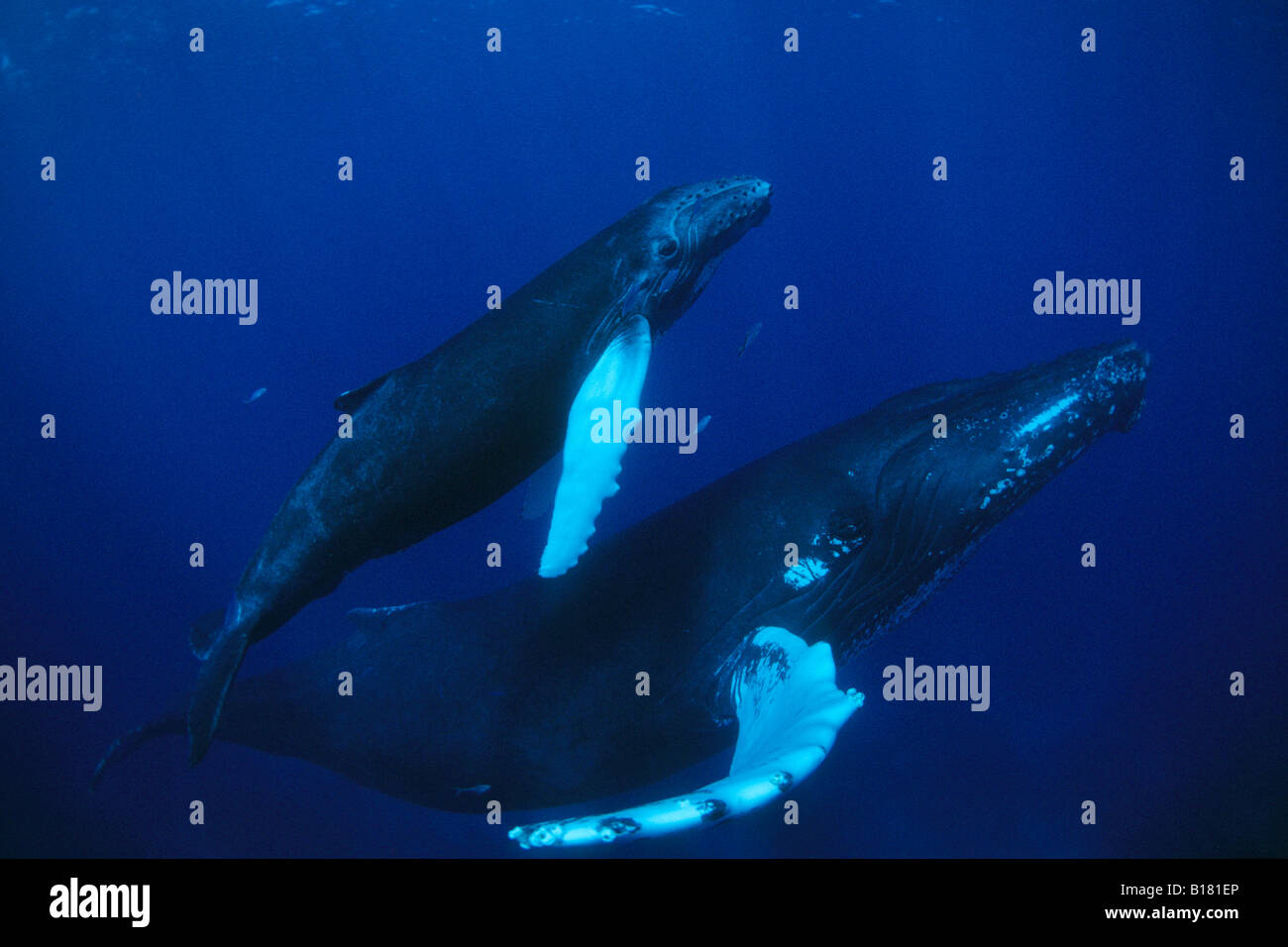 Humpback Whales Mother and Calw Megaptera novaeangliae Silver Banks Caribbean Sea Dominican Republic Stock Photo