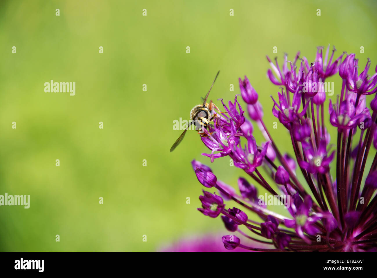 Syrphid fly sitting on a Flowering onion Stock Photo