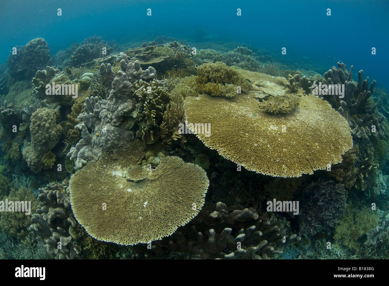 Coral reef with Table Corals Acropora hyacinthus Raja Ampat West Papua ...