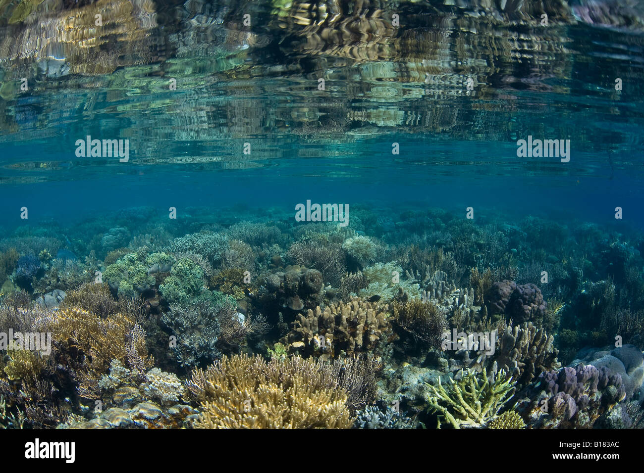 Coral Reef with Hard Corals and Soft Corals Raja Ampat West Papua Indonesia Stock Photo