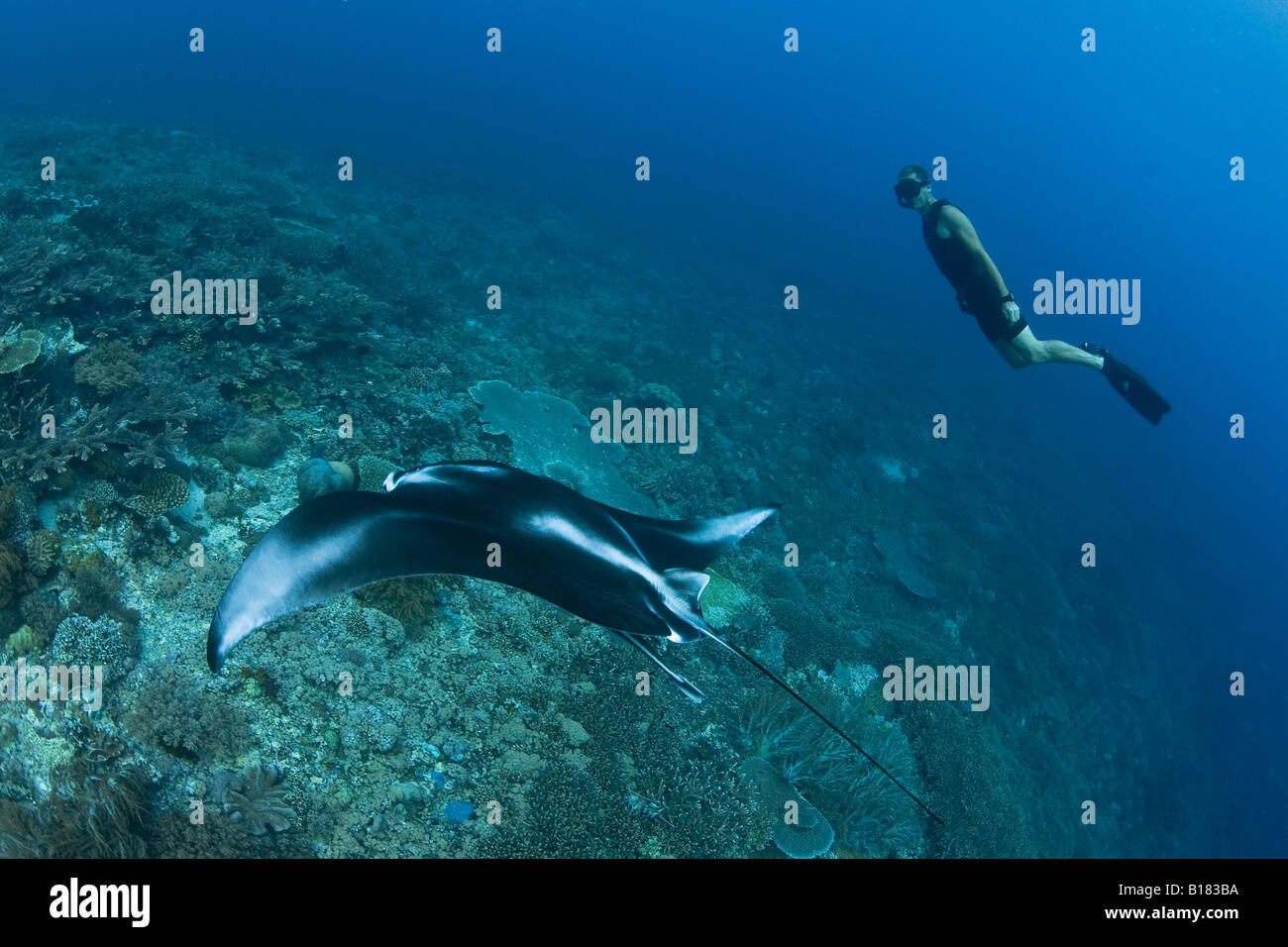 Freediver and manta ray Manta birostris Raja Ampat West Papua Indonesia Stock Photo