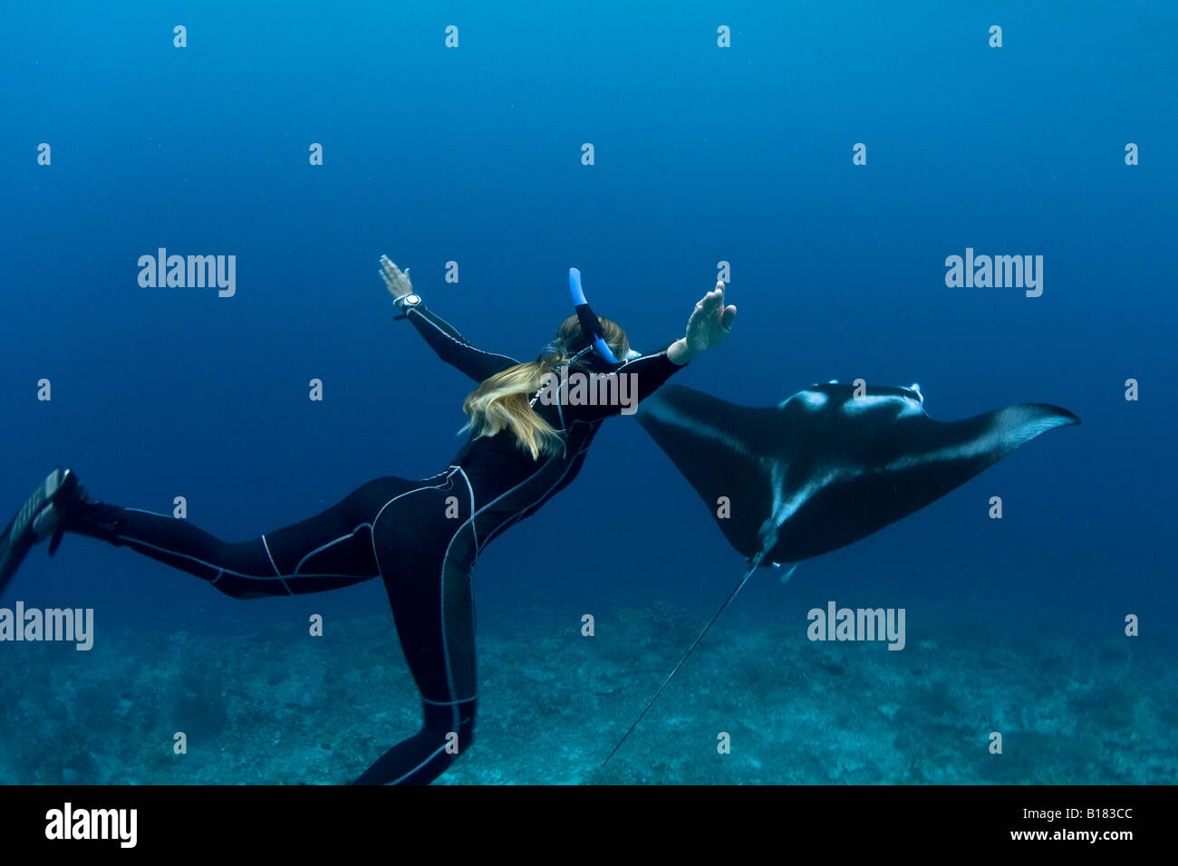 Freediver and manta ray Manta birostris Raja Ampat West Papua Indonesia Stock Photo
