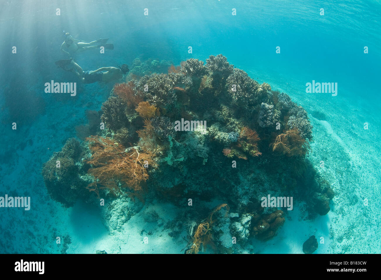 Freedivers and coral bommie Raja Ampat West Papua Indonesia Stock Photo