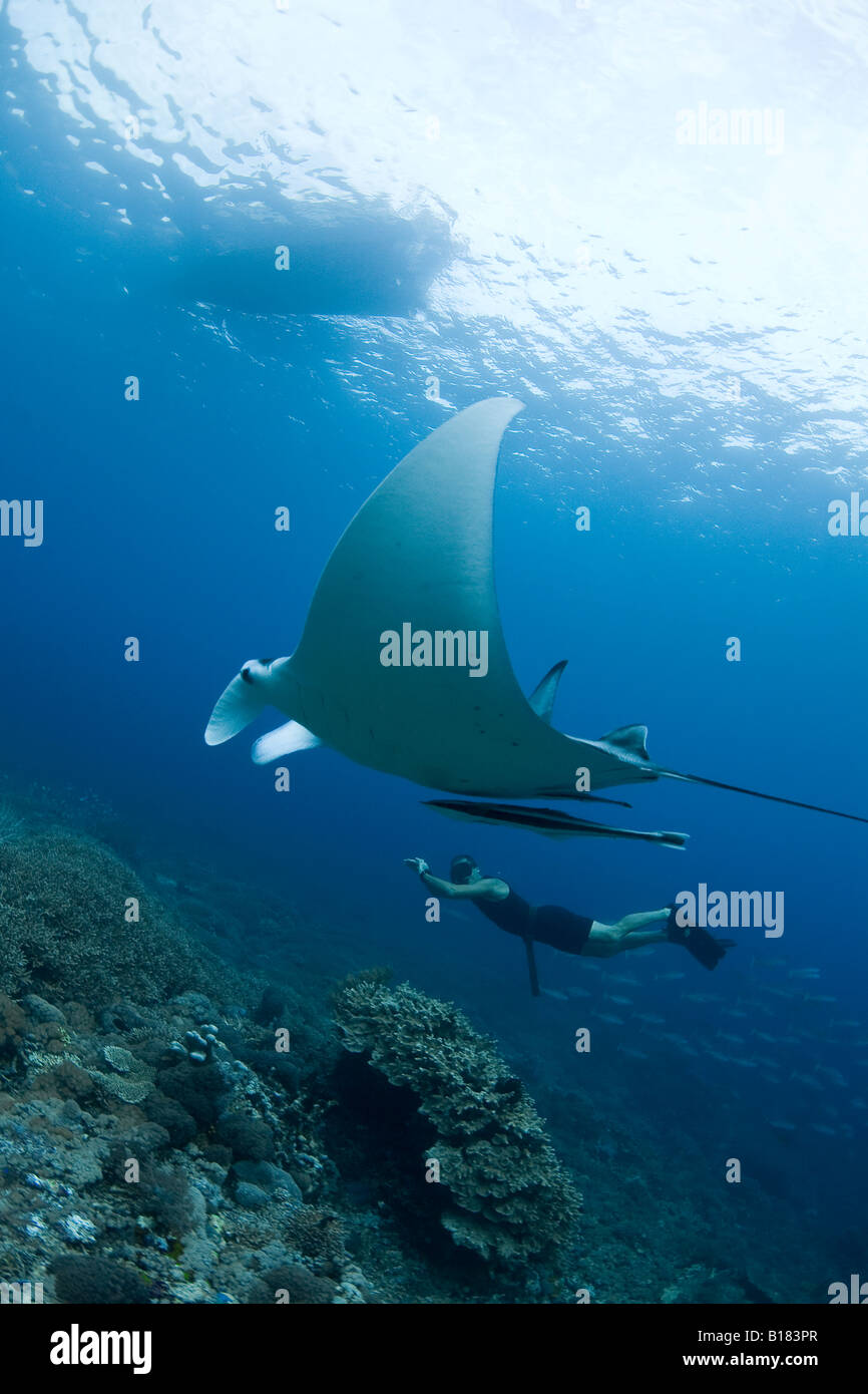 Manta ray and freediver Manta birostris Raja Ampat West Papua Indonesia Stock Photo