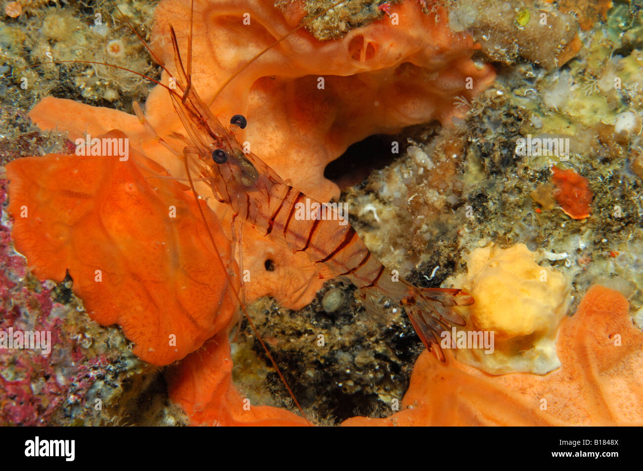 Common Prawn Palaemon serratus Triscavac Bay Susac Island Adriatic Sea Croatia Stock Photo