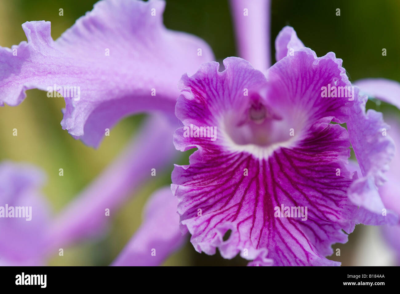 Laelia Boothiana orchid flower. Lobed Laelia.  Lobed Sophronitis. Cattleya lobata Stock Photo