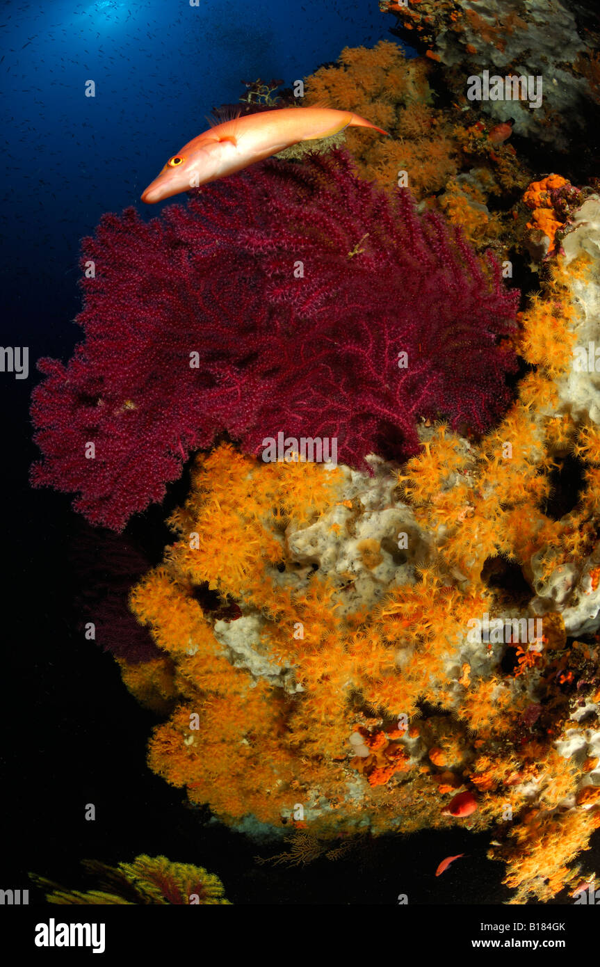 Coral Reef with Gorgonians and Zoanthids Paramuricea clavata Parazoanthus axinellae Adriatic Sea Croatia Stock Photo