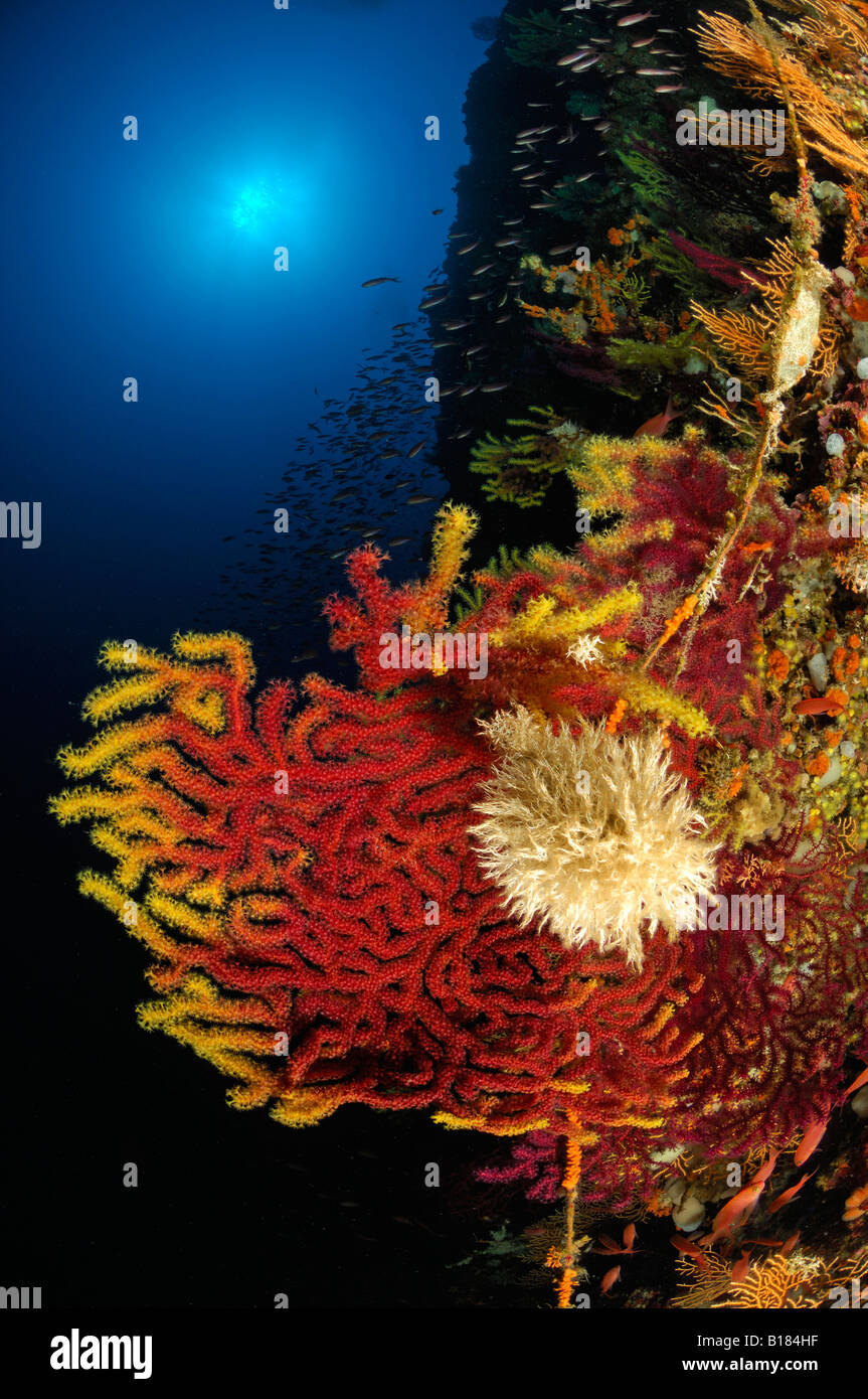 Coral Reef with variable Gorgonians Paramuricea clavata Triscavac Bay Susac Island Adriatic Sea Croatia Stock Photo