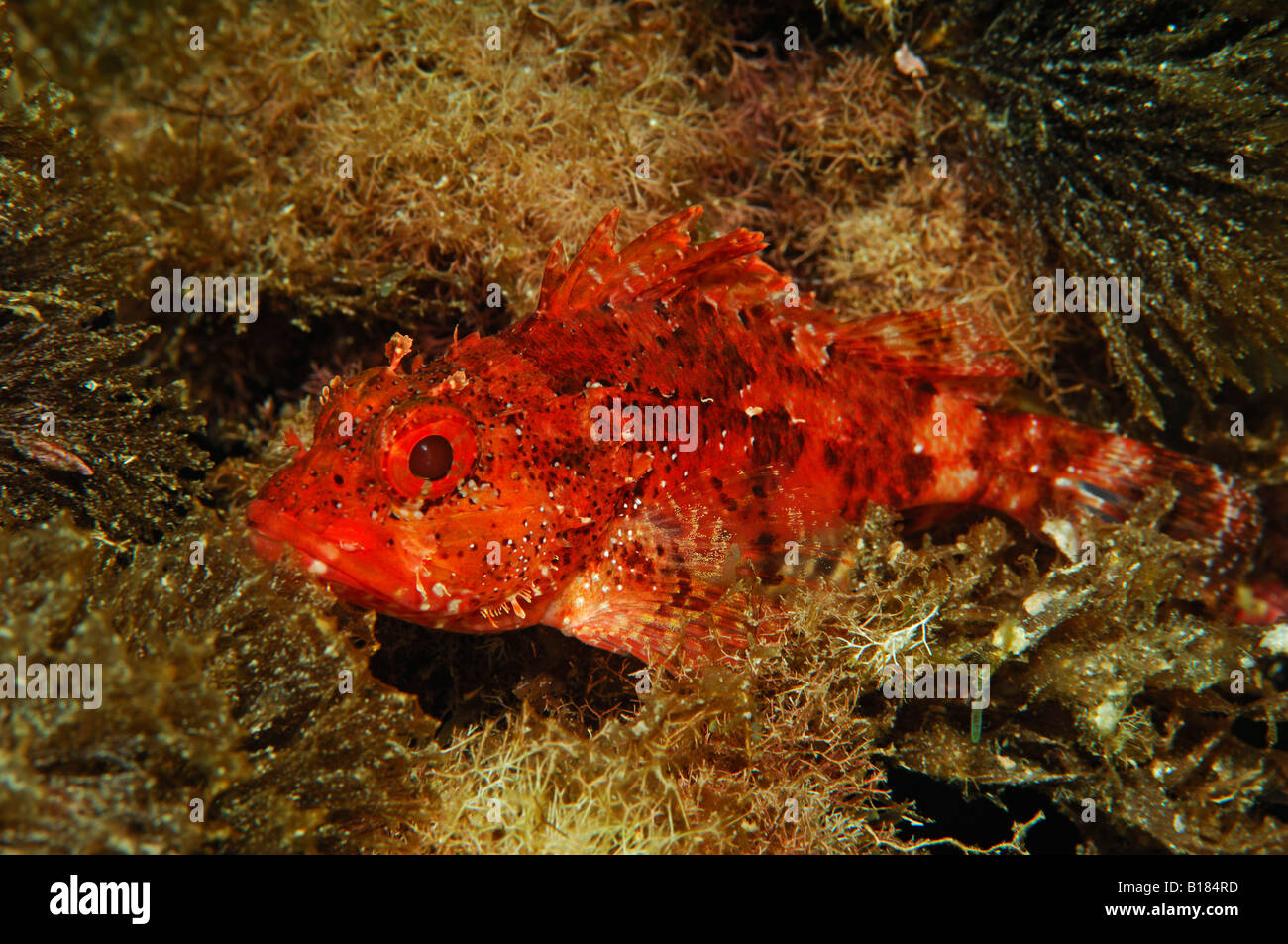 Small Rockfish Scorpaena notata Triscavac Bay Susac Island Adriatic Sea Croatia Stock Photo
