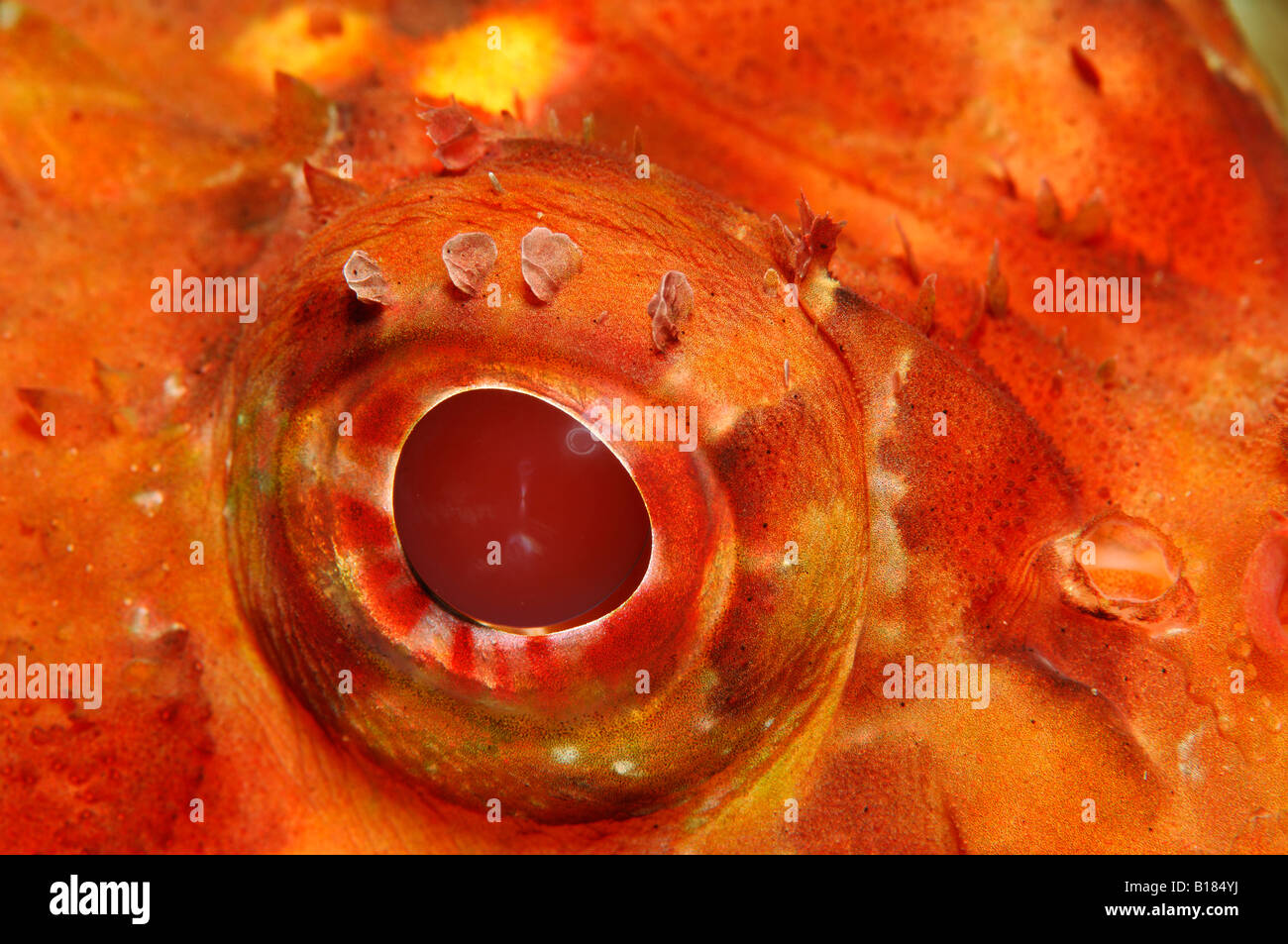 Great Red Rockfish Detail Eye Scorpaena scrofa Triscavac Bay Susac Island Adriatic Sea Croatia Stock Photo