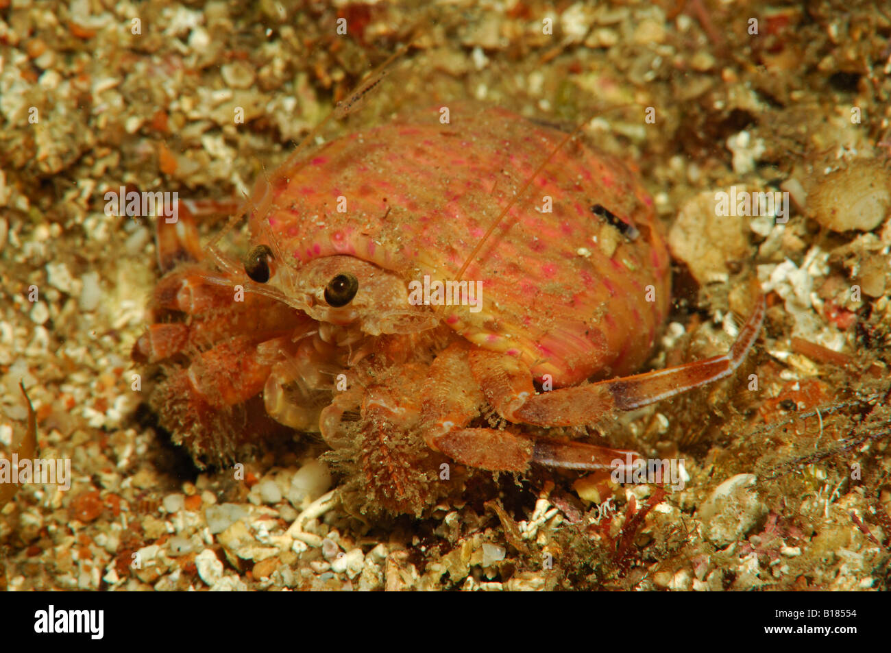 Hermit Crab in Symbiosis with Cloake Anemone Pagurus prideaux Adamsia paliata Grk Bay Susac Island Adriatic Sea Stock Photo
