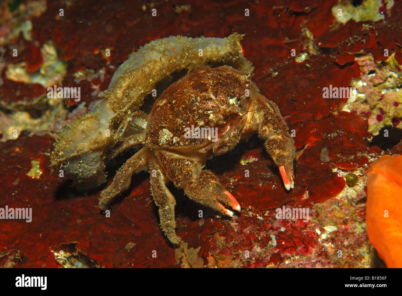 Crabe High Resolution Stock Photography And Images Alamy