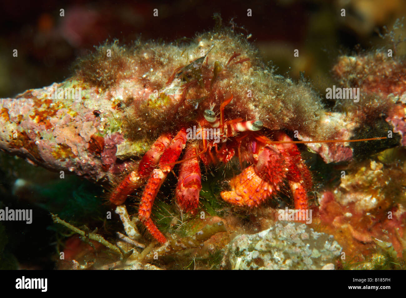 Great Red Hermit Crab Dardanus calidus Kanula Susac Island Adriatic Sea Croatia Stock Photo