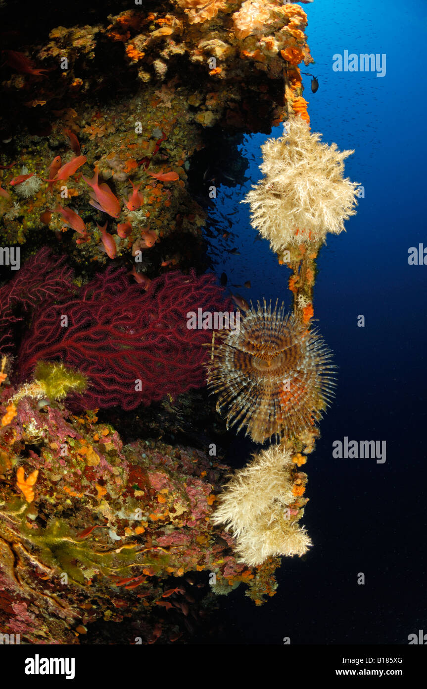 Reef with Feather Duster and Tube Worms Spirographis spallanzani