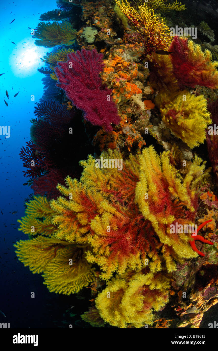 Coral Reef with variable Gorgonians Paramuricea clavata Triscavac Bay Susac Island Adriatic Sea Croatia Stock Photo