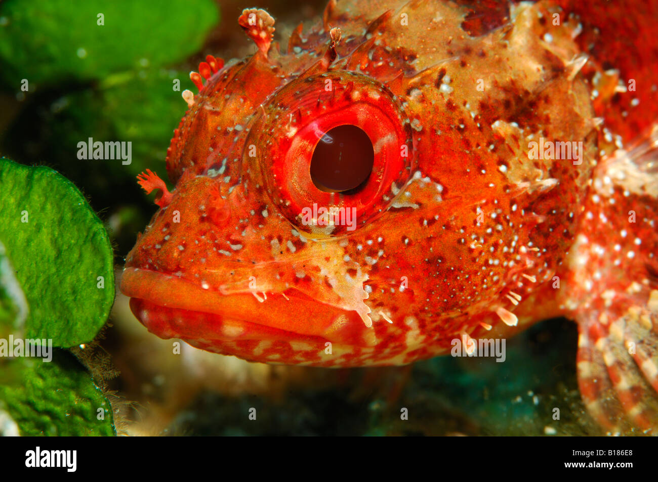 Small Rockfish Scorpaena notata Vela Vala Susac Island Adriatic Sea Croatia Stock Photo