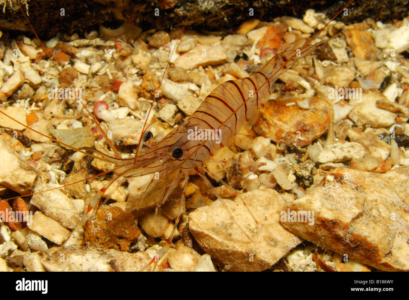 Common Prawn Palaemon serratus Triscavac Bay Susac Island Adriatic Sea Croatia Stock Photo