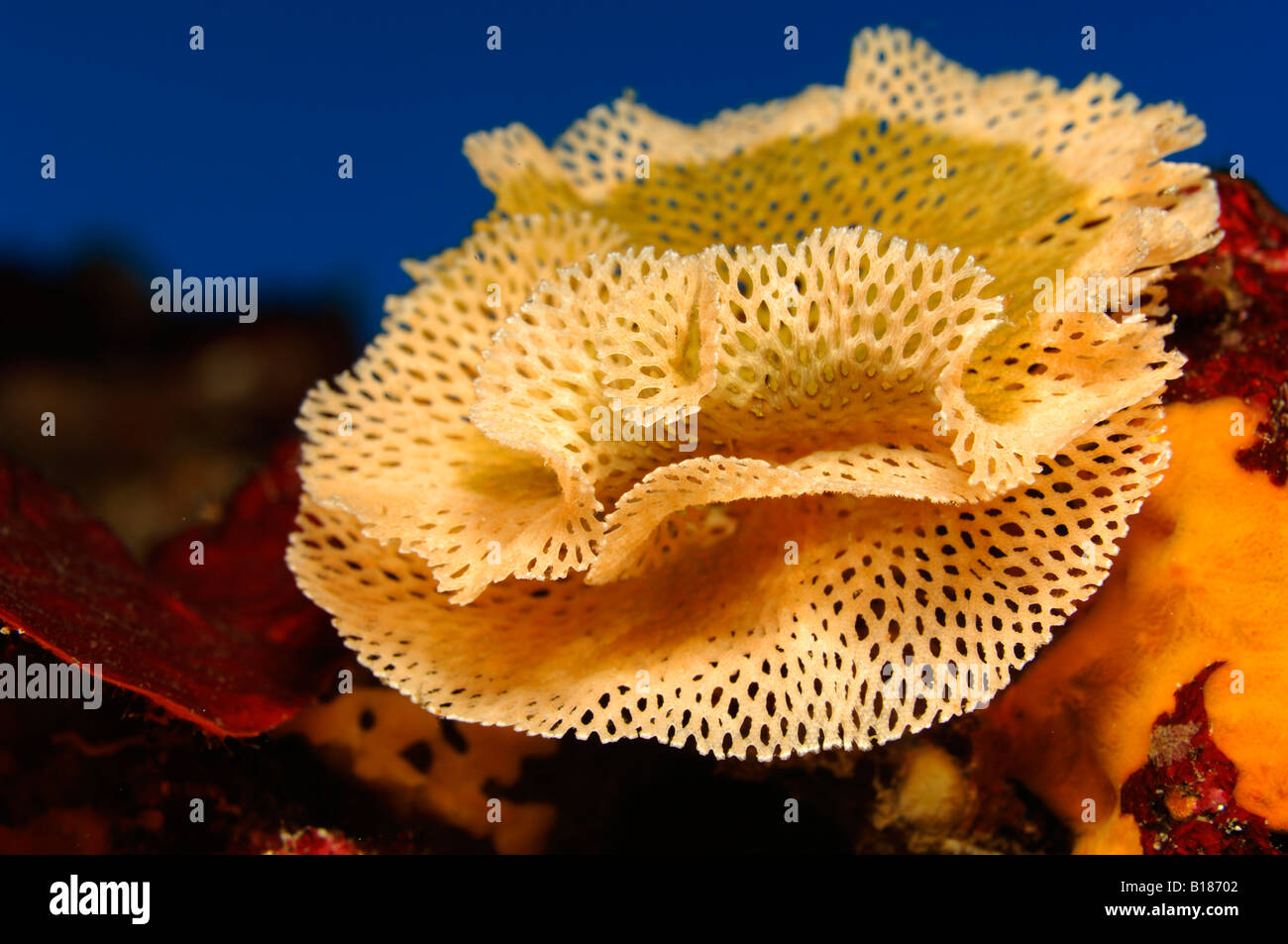 Neptune Bryozoan Reteporella couchii Triscavac Bay Susac Island Adriatic Sea Croatia Stock Photo