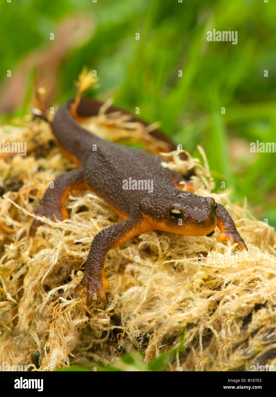 Rough-skinned Newt, Victoria, Vancouver Island, British Columbia, Canada. Stock Photo