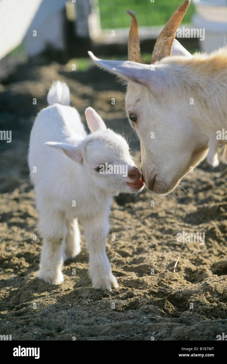 Baby Goat And Mother High Resolution Stock Photography And Images Alamy