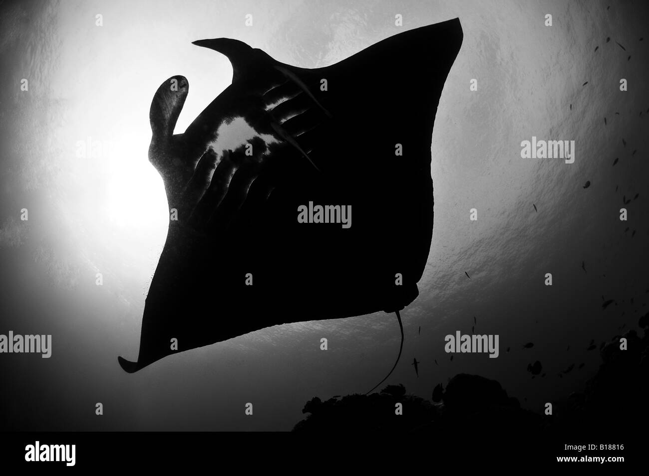 Underwaterpict Black and White Stock Photos & Images - Alamy