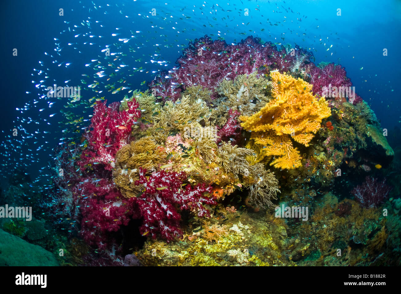 Reef Scene at Raja Ampat Raja Ampat West Papua Irian Jaya Indonesia Stock Photo