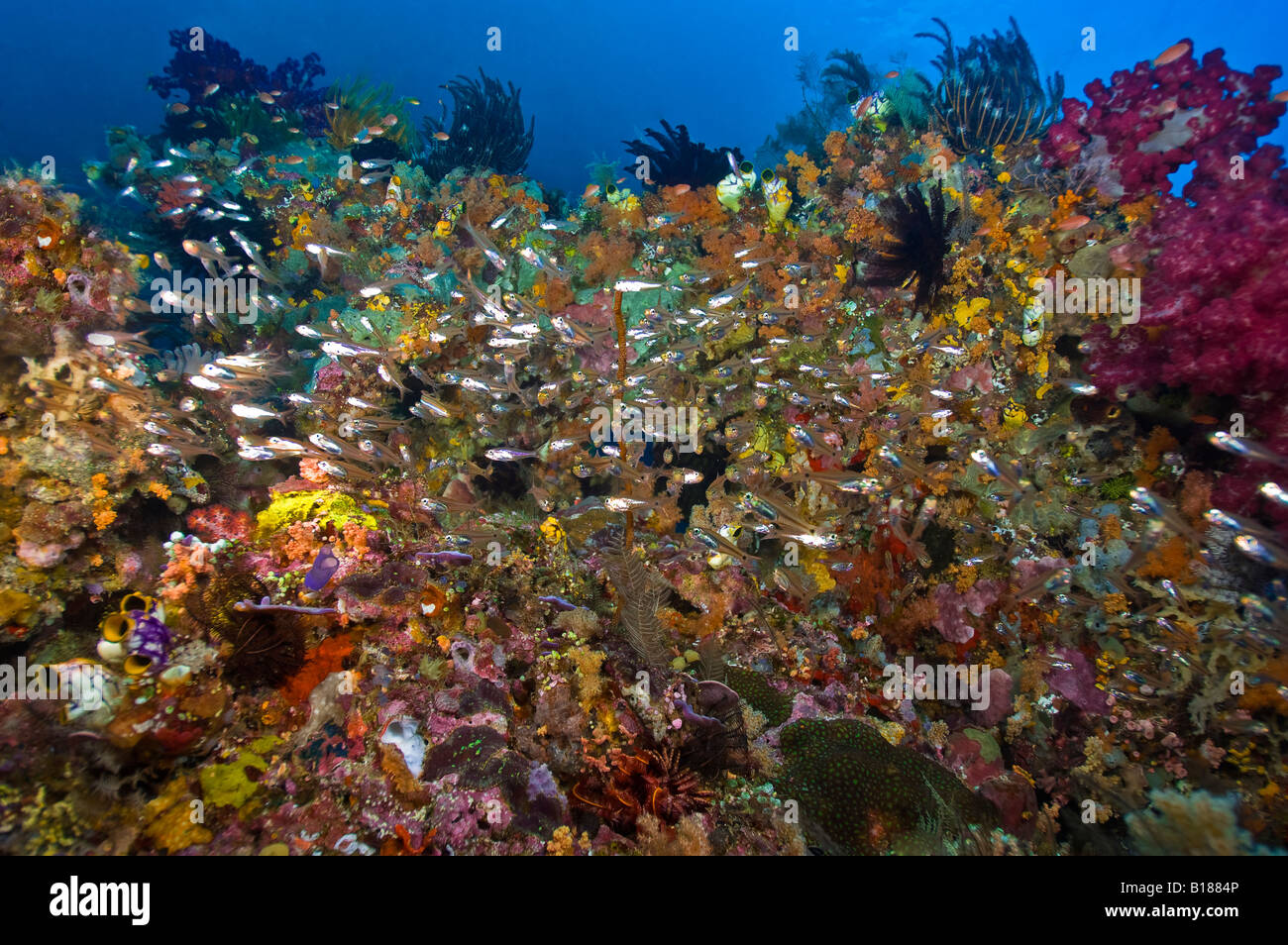 Reef Scene with Sweepers Parapriacanthus Raja Ampat West Papua Irian Jaya Indonesia Stock Photo