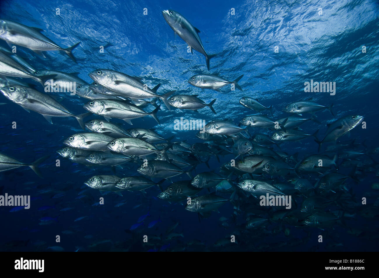 Travellies hi-res stock photography and images - Alamy