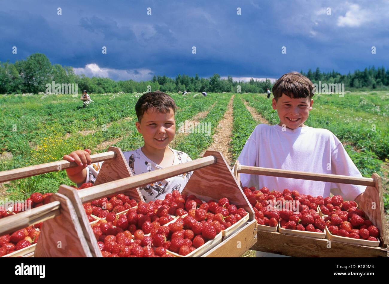Young boys, strawberry pickers, Waterborough, New Brunswick, Canada