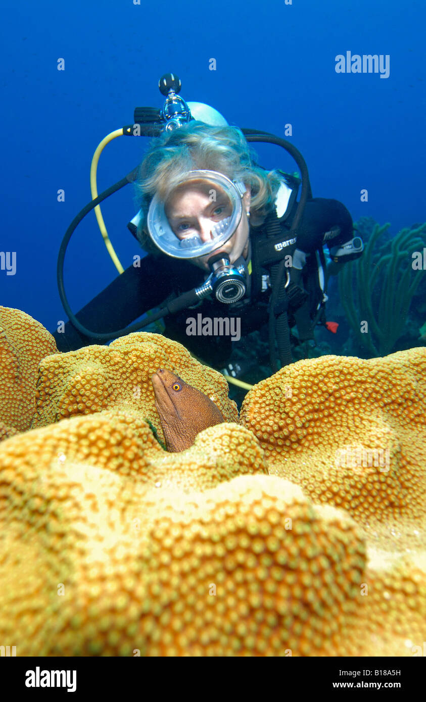 Diver and Moray Gymnothorax vicinus Caribbean Sea Netherland Antilles Aruba Stock Photo