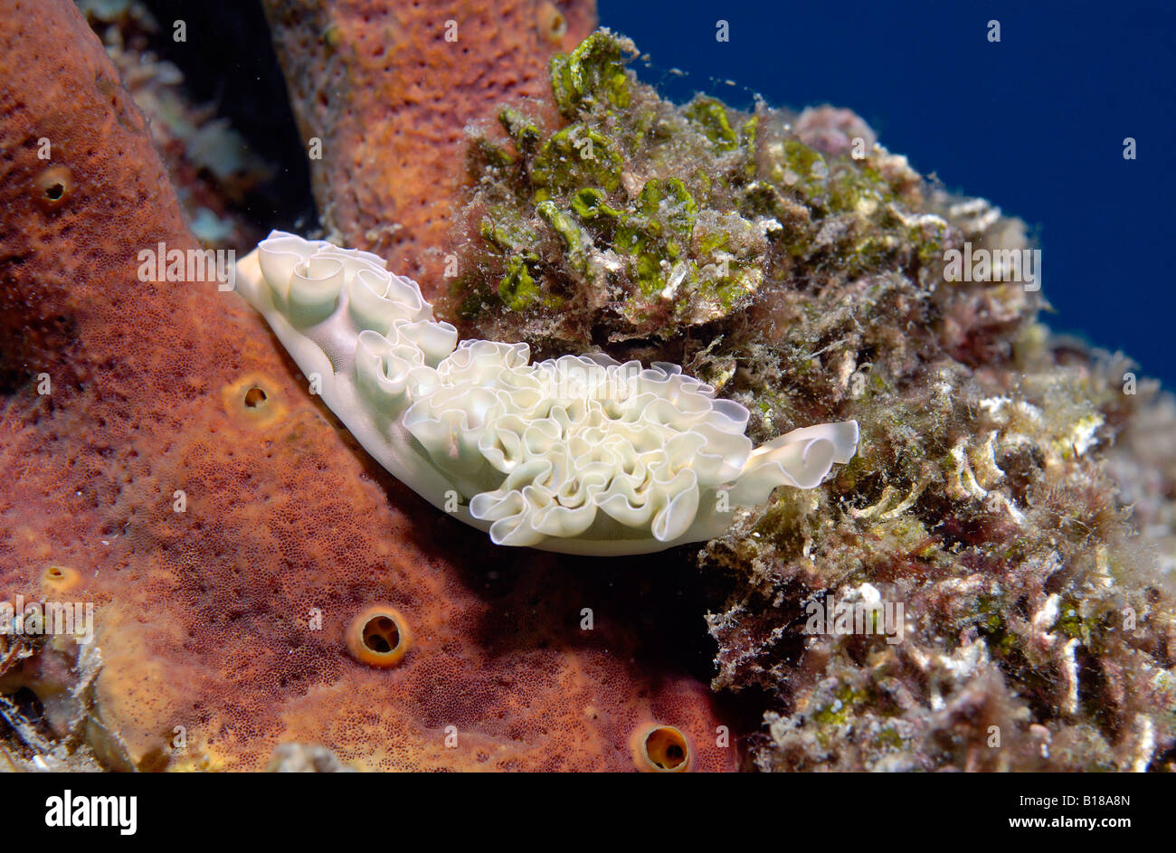 Lettuce Sea Slug Tridachia crispata Caribbean Sea Netherland Antilles Aruba Stock Photo