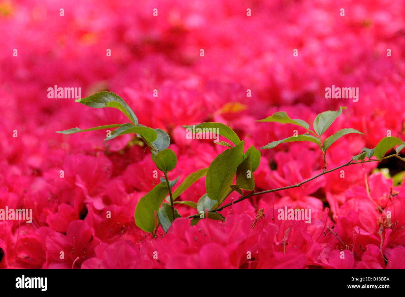 pink flowers in blossom Kyoto Japan Stock Photo Alamy