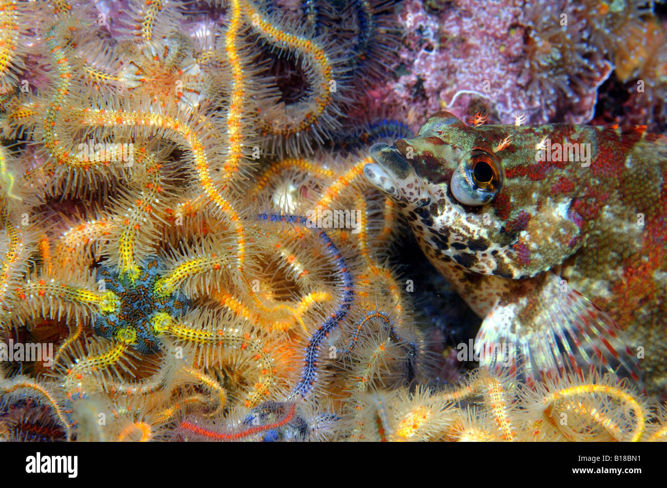 Kelp Greenling between Brittle Stars Oxylebius pictus Anacapa Island