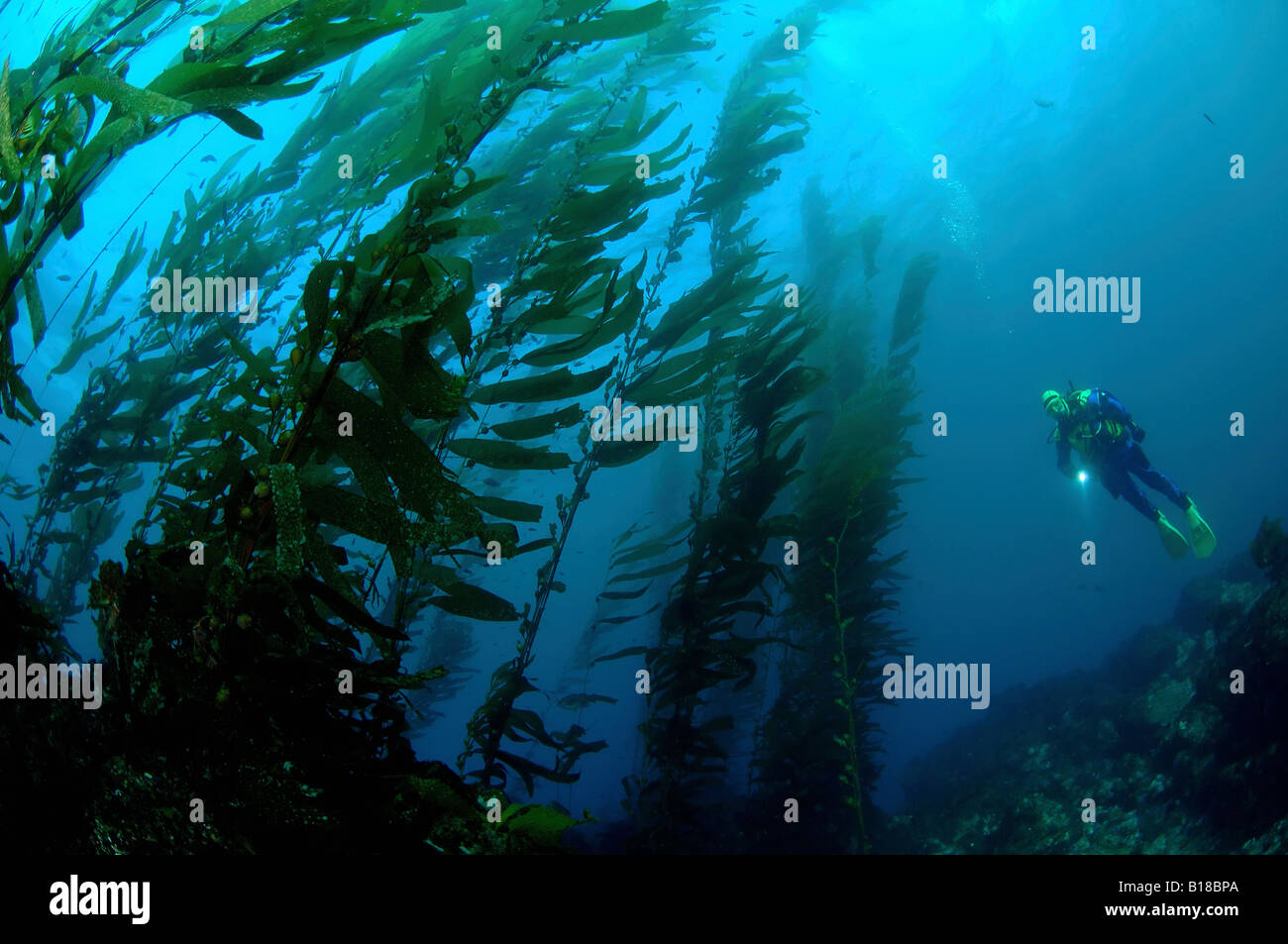 Giant Kelp Forest High Resolution Stock Photography And Images Alamy Giant Kelp Forest High Resolution Stock Photography And Images Alamy