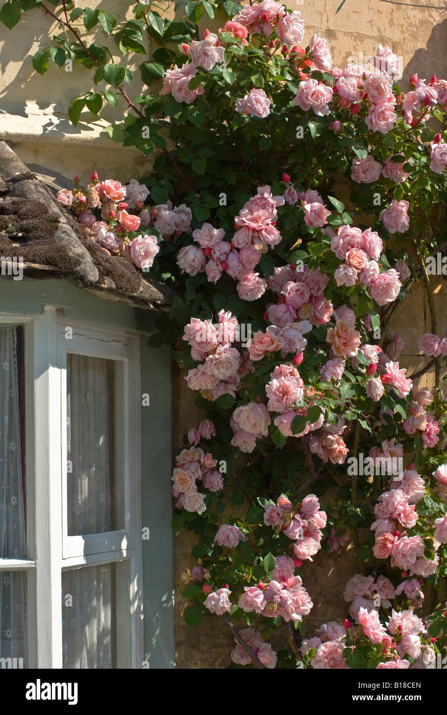 Rose Albertine with characteristic copper pink buds climbing up wall of cottage Stock Photo
