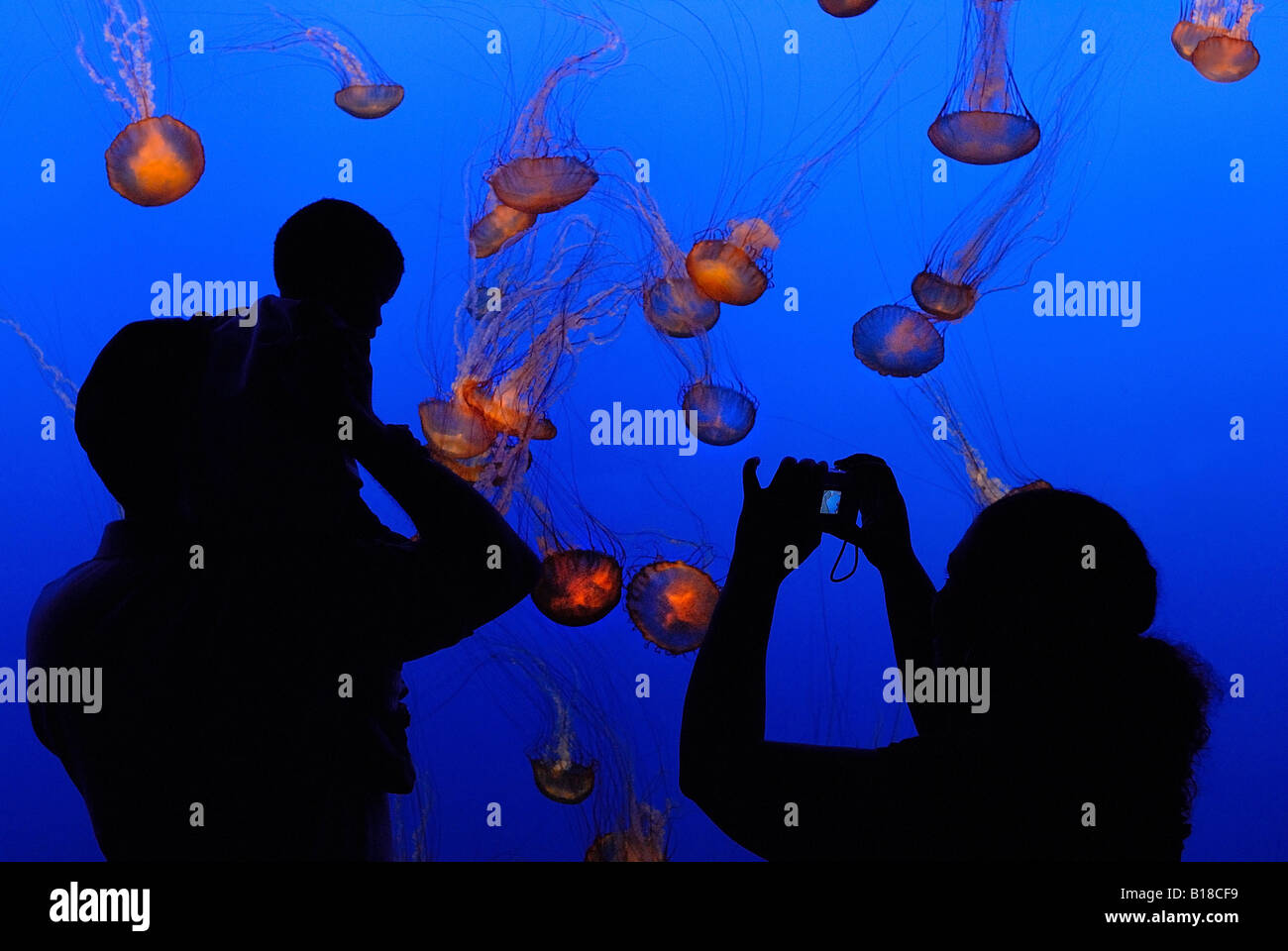 Visitors in Aquarium Monterey California USA Stock Photo Alamy