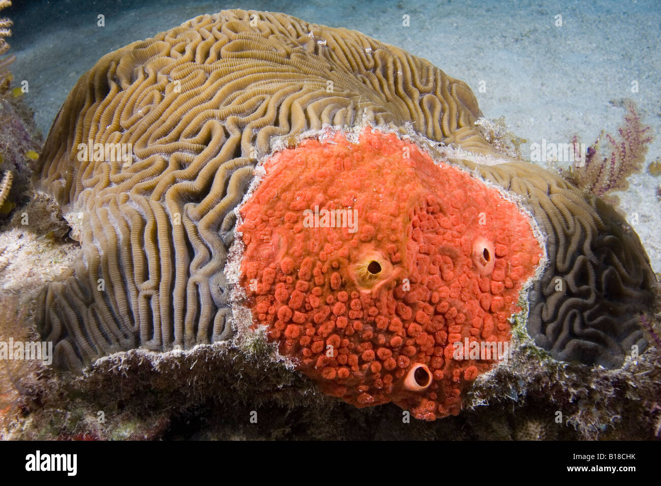Red Boring Sponge Cliona delitrix Caribbean Sea U S Virgin Islands Stock Photo