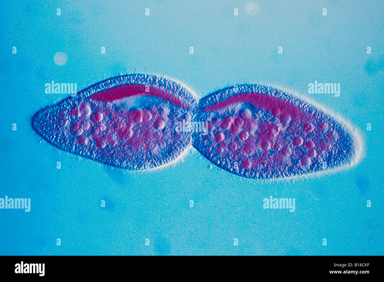 Paramecium division under optical microscope Stock Photo