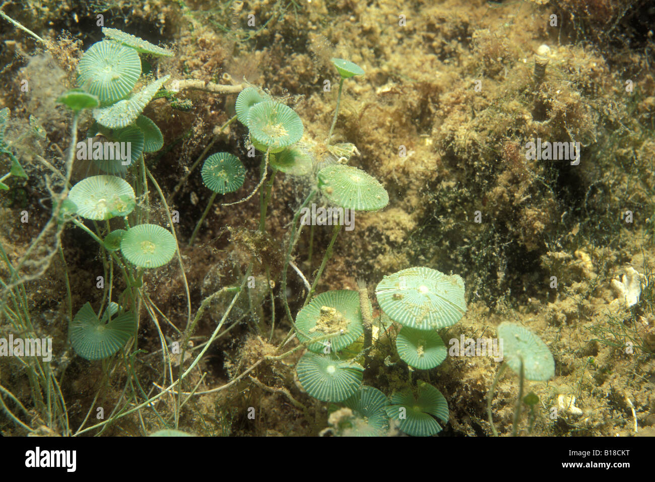 Biology of Acetabularia