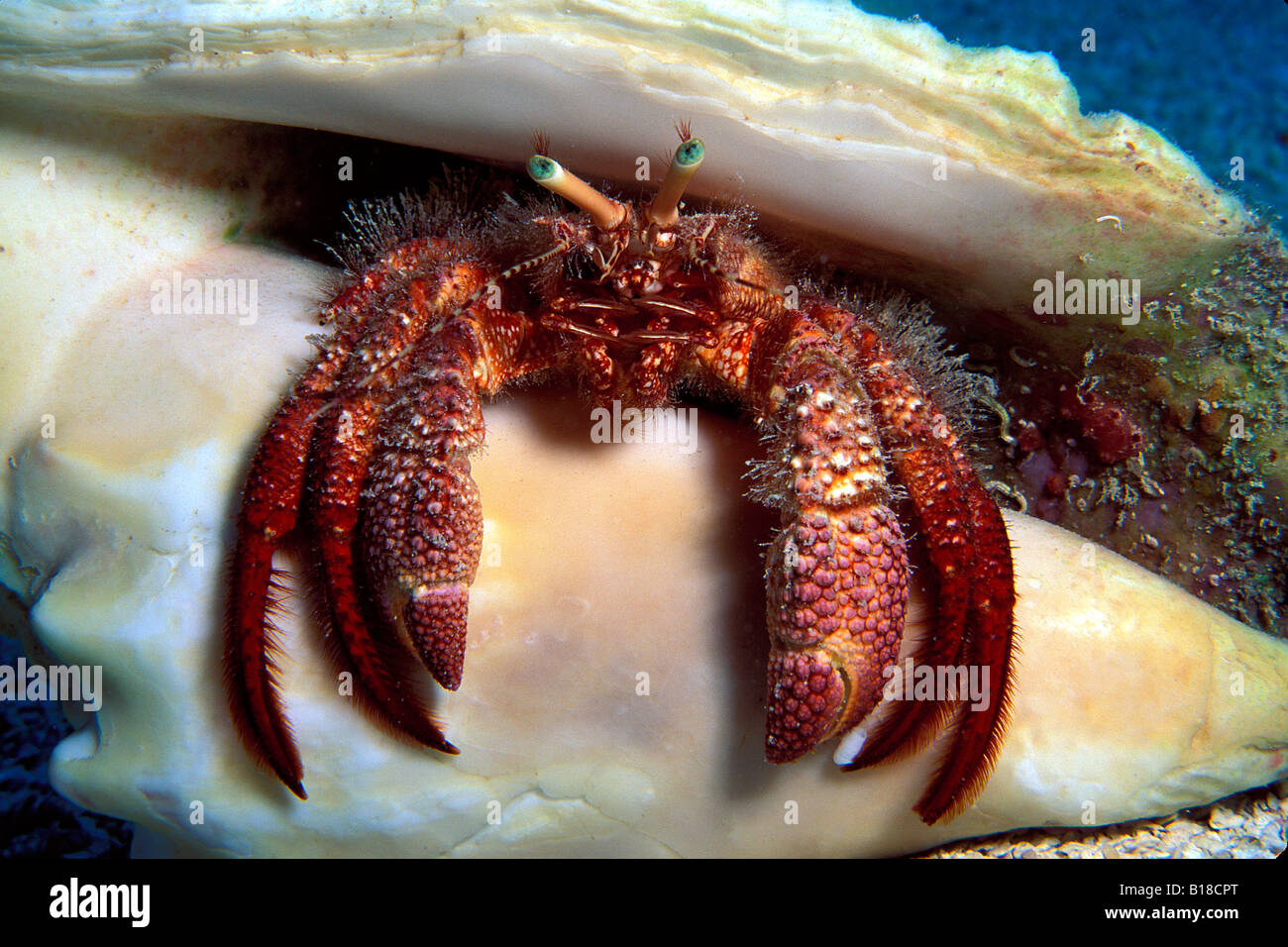 Hermit Crab in Conch Shell Dardanus megistos Florida Keys Florida USA