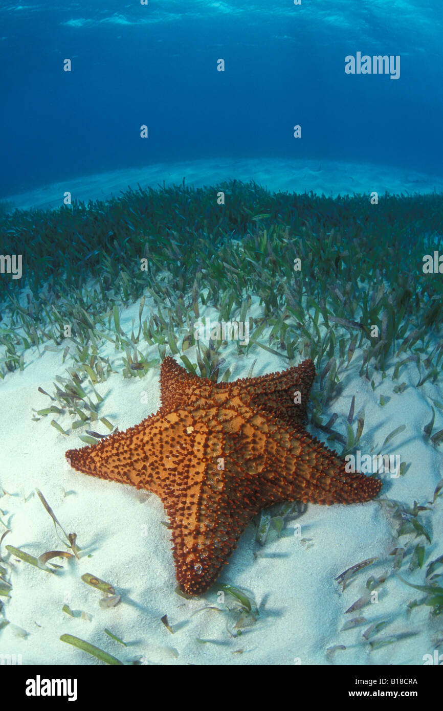 Florida Starfish Species Identification