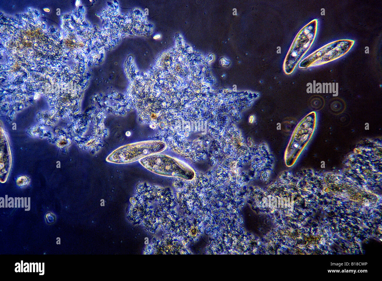Paramecium in pond water under optical microscope Stock Photo