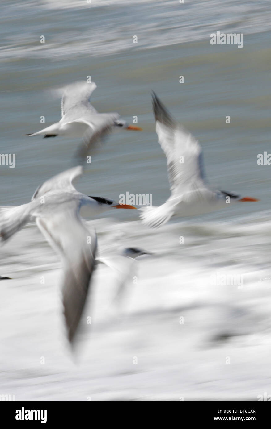 Royal Terns in Flight Sterna maxima Fort DeSoto Park Florida USA Stock Photo